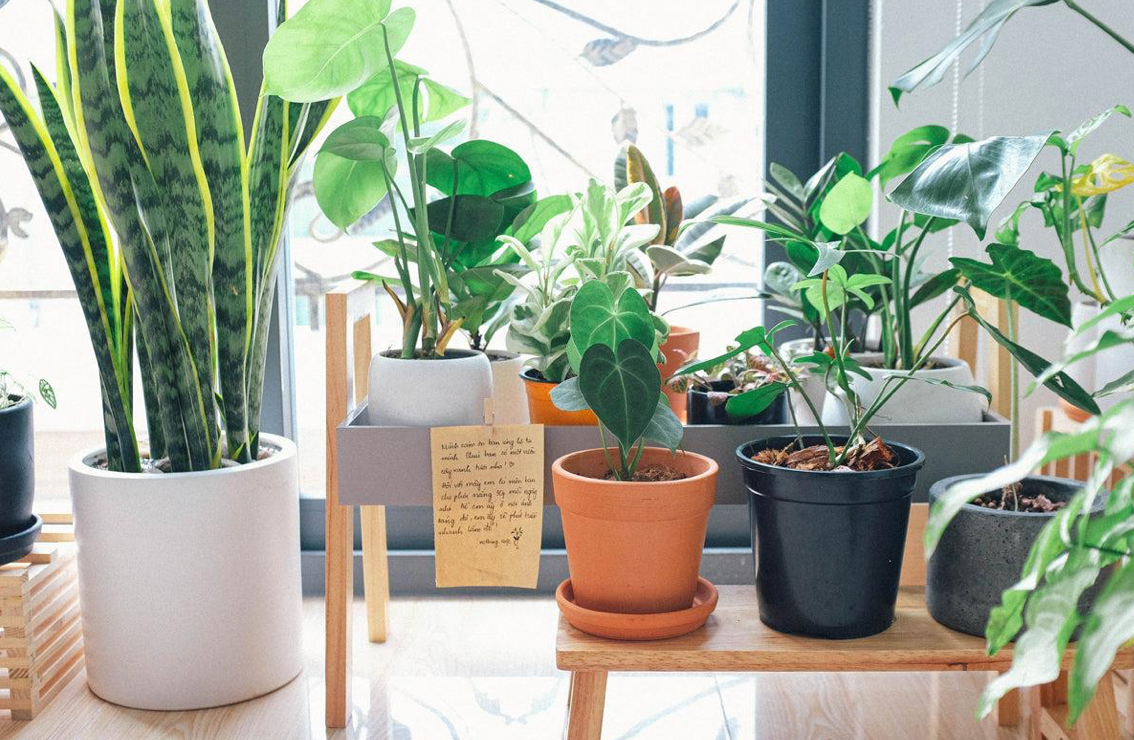 Container Gardening for Small Spaces