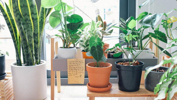 Container Gardening for Small Spaces