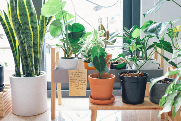 Container Gardening for Small Spaces