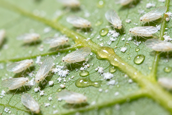 Sucking Pests Control (Aphids, Thrips, Whiteflies)