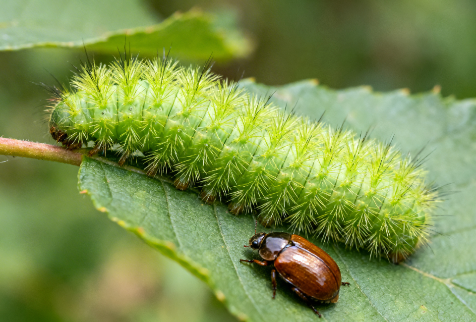 Chewing Pests Control (Caterpillars, Beetles)