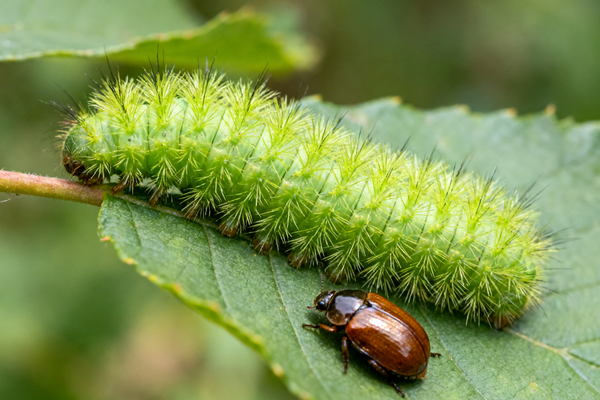 Chewing Pests Control (Caterpillars, Beetles)