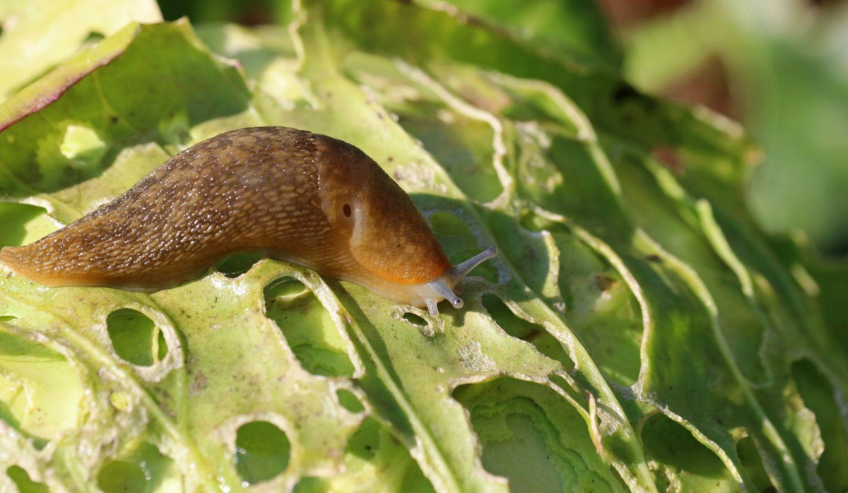 How to Control Slugs and Snails in Gardens