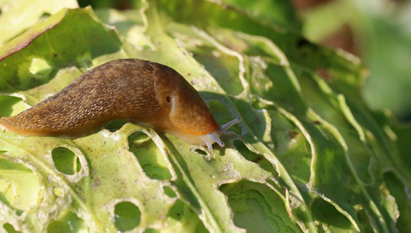 How to Control Slugs and Snails in Gardens