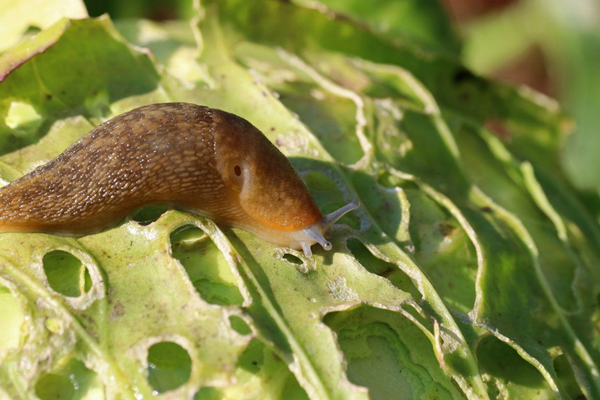 How to Control Slugs and Snails in Gardens