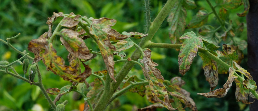 Common Plant Diseases and How to Treat Them