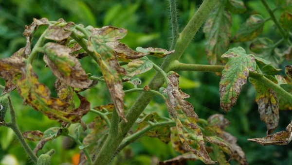 Common Plant Diseases and How to Treat Them