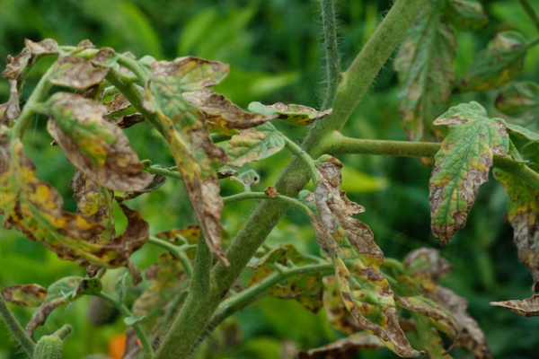 Common Plant Diseases and How to Treat Them