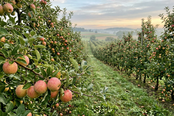 How Can PGRs Help Improve Flowering and Fruit Set in Orchards?