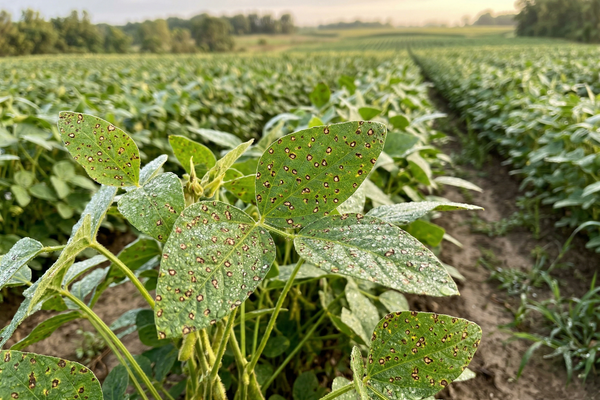 How Can You Prevent and Manage Leaf Spot Diseases in Your Crops?