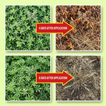 Broad-spectrum weed management solution for agricultural fields, controlling a variety of weeds with Dicamba and Glyphosate.