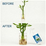 Specially formulated nutrient solution for Lucky, Dragon, and Guanyin Bamboo, ensuring optimal growth in both hydroponics and soil.