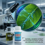 Natural seaweed extracts enhance plant vigor, resilience, and overall health in crops and garden plants