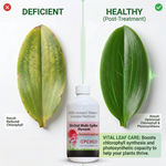 Enhances flowering and ensures extended blooming periods for orchids, perfect for indoor and greenhouse environments