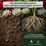 Encourages strong root development and healthy chlorophyll production, promoting overall plant health and vigor.