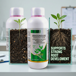 Brassinolide-based plant growth regulator promoting strong root development and healthy plant establishment.