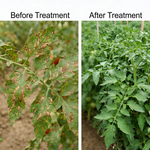 Difenoconazole fungicide controlling a wide range of fungal infections in fruit and vegetable crops.