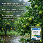 50% Carbendazim fungicide designed to effectively control citrus tree scab and other fungal diseases, ensuring healthy fruit yield.
