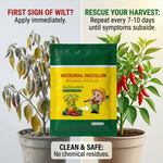 Ideal for controlling chili blight and other fungal diseases in chili plants, this microbial fungicide helps ensure robust crop growth and high yields.