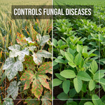 Effective fungicide for managing rice blast and improving crop yield and quality.