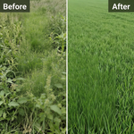 Fluroxypyr-Meptyl 20% EC controlling unwanted broadleaf weeds and improving crop health.