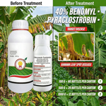 Suspension concentrate fungicide providing extended protection against fungal infections.