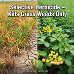 Clethodim 24% EC providing precise control of grassy weeds in agricultural fields.