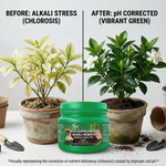 Eco-friendly, non-toxic Soil pH Regulator that enhances soil fertility, encourages microbial activity, and supports sustainable plant growth