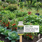 Magnesium supports chlorophyll production, promoting greener leaves and improved photosynthesis