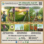 A thriving crop treated with Gibberellic Acid SP Granular, showing improved plant growth and health.