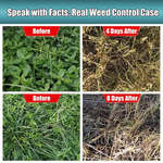 Before and after images of weed control showing green plants before treatment and dry, dead plants after 4 and 8 days.