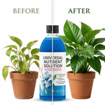 Applying Liquid Plant Nutrient Solution to indoor plants, promoting lush growth and vibrant leaves.