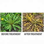 Systemic herbicide solution targeting weeds at their root, suitable for agricultural field management.
