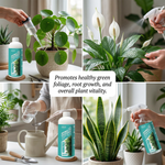 NPK Liquid Fertilizer applied to a Money Tree, helping it grow strong and healthy with essential nutrients.