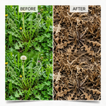 Glufosinate ammonium herbicide helping maintain weed-free orchards for better crop growth.