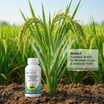 Promotes healthy rice plants by reducing disease pressure, enabling stronger plants and better yields with Chrysothricin Bio Fungicide.