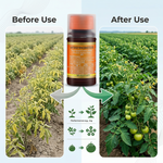 14-Hydroxybrassinosteroid 0.0075% solution promoting strong growth and improved plant performance.