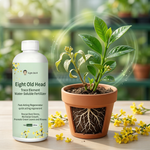 Fertilizer that helps plants recover faster after transplanting by providing essential nutrients for root growth.