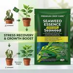  Applying Seaweed Amino Acid Fertilizer to stimulate strong and healthy root