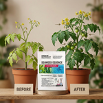 Step-by-step instructions for applying Seaweed Microbial Biofertilizer to support strong root development, fruit set, and plant growth.