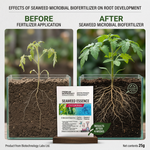 Fertilizer helping to promote fruit set on plants, ensuring higher yield and better-quality fruit development.