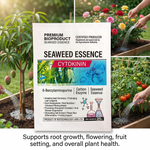 Application of Seaweed Microbial Biofertilizer to stimulate root growth, improving plant vitality and nutrient uptake.