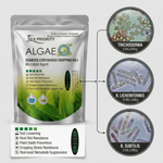 Advanced biofertilizer combining seaweed extract and beneficial microbes like Trichoderma and Bacillus for superior root protection