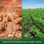 24-Epibrassinolide liquid formula improving crop yield and overall plant performance.