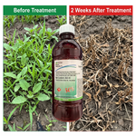 Absorbed through foliage and translocated to roots, Glyphosate 50% ensures total weed destruction before planting crops.