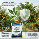 Carbendazim provides systemic protection, absorbed by plants and transported through the tree for ongoing fungal disease control.