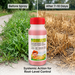 Glyphosate herbicide absorbed through weed foliage and translocated to roots for complete weed elimination.