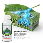 Provides systemic activity along with contact and stomach action for effective pest management in crops.