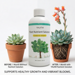 Step-by-step guide on applying Universal Concentrated Liquid Fertilizer to enhance succulent and flowering plant growth.