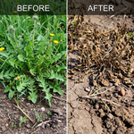Effective broad-spectrum weed control with Glyphosate ammonium salt 95% granules for better field management.